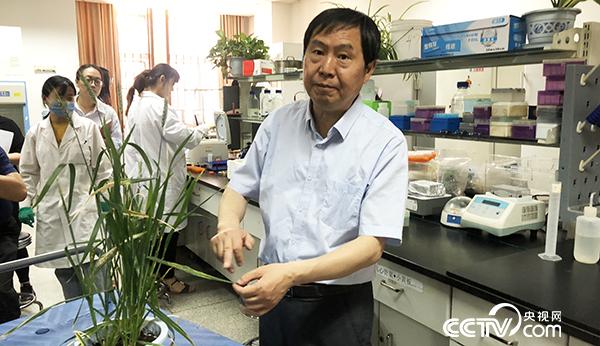 (Academician Kang Zhensheng introduced wheat stripe rust and its prevention to reporters. CCTV reporter Di Chenchen/photo)